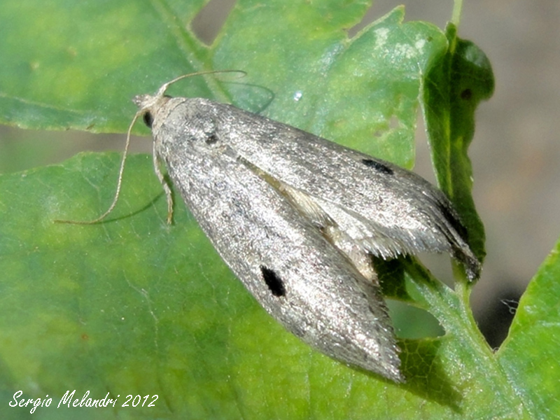 Identificazione - Paralipsa gularis, Pyralidae